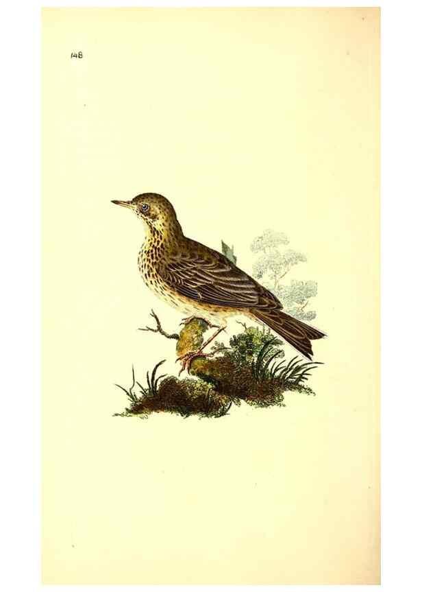Reproducción/Reproduction 49531807202: The natural history of British birds, or, A selection of the most rare, beautiful and interesting birds which inhabit this country :. London :Printed for the author, and for F. and C. Rivington ...,1794[-1819]. 