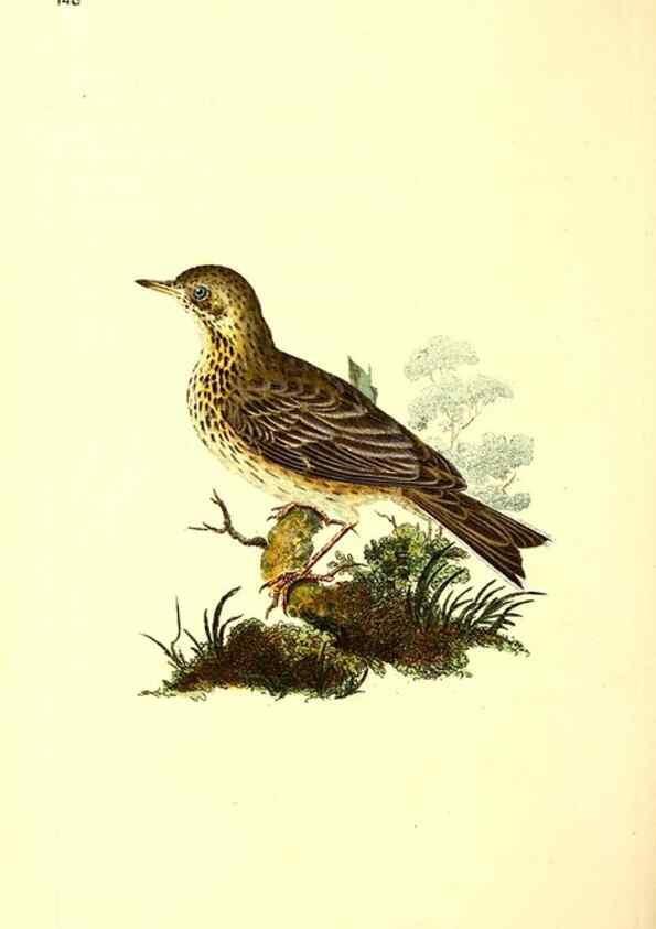 Reproducción/Reproduction 49531807202: The natural history of British birds, or, A selection of the most rare, beautiful and interesting birds which inhabit this country :. London :Printed for the author, and for F. and C. Rivington ...,1794[-1819]. 