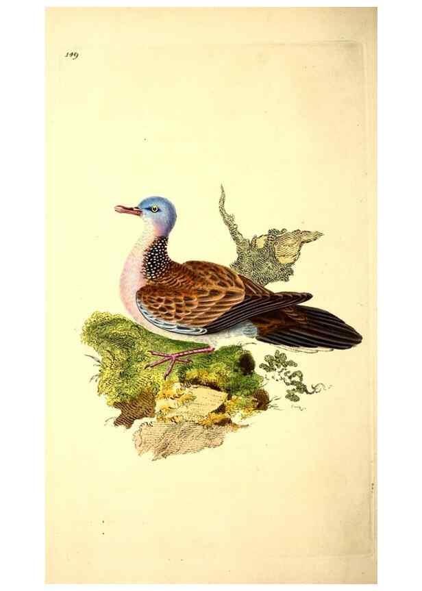 Reproducción/Reproduction 49531135988: The natural history of British birds, or, A selection of the most rare, beautiful and interesting birds which inhabit this country :. London :Printed for the author, and for F. and C. Rivington ...,1794[-1819]. 