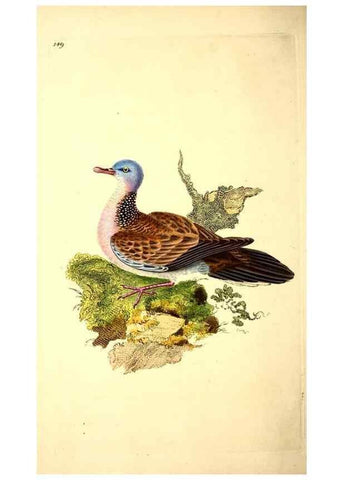 Reproducción/Reproduction 49531135988: The natural history of British birds, or, A selection of the most rare, beautiful and interesting birds which inhabit this country :. London :Printed for the author, and for F. and C. Rivington ...,1794[-1819]. 