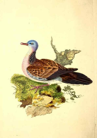 Reproducción/Reproduction 49531135988: The natural history of British birds, or, A selection of the most rare, beautiful and interesting birds which inhabit this country :. London :Printed for the author, and for F. and C. Rivington ...,1794[-1819]. 