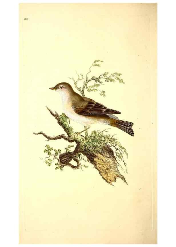 Reproducción/Reproduction 49531863897: The natural history of British birds, or, A selection of the most rare, beautiful and interesting birds which inhabit this country :. London :Printed for the author, and for F. and C. Rivington ...,1794[-1819]. 