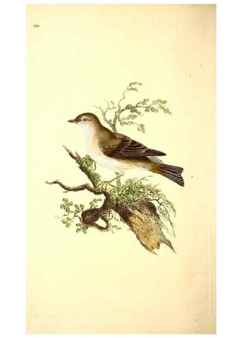 Reproducción/Reproduction 49531863897: The natural history of British birds, or, A selection of the most rare, beautiful and interesting birds which inhabit this country :. London :Printed for the author, and for F. and C. Rivington ...,1794[-1819]. 