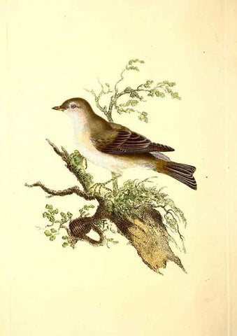 Reproducción/Reproduction 49531863897: The natural history of British birds, or, A selection of the most rare, beautiful and interesting birds which inhabit this country :. London :Printed for the author, and for F. and C. Rivington ...,1794[-1819]. 