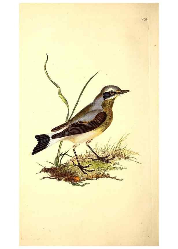 Reproducción/Reproduction 49531641281: The natural history of British birds, or, A selection of the most rare, beautiful and interesting birds which inhabit this country :. London :Printed for the author, and for F. and C. Rivington ...,1794[-1819]. 