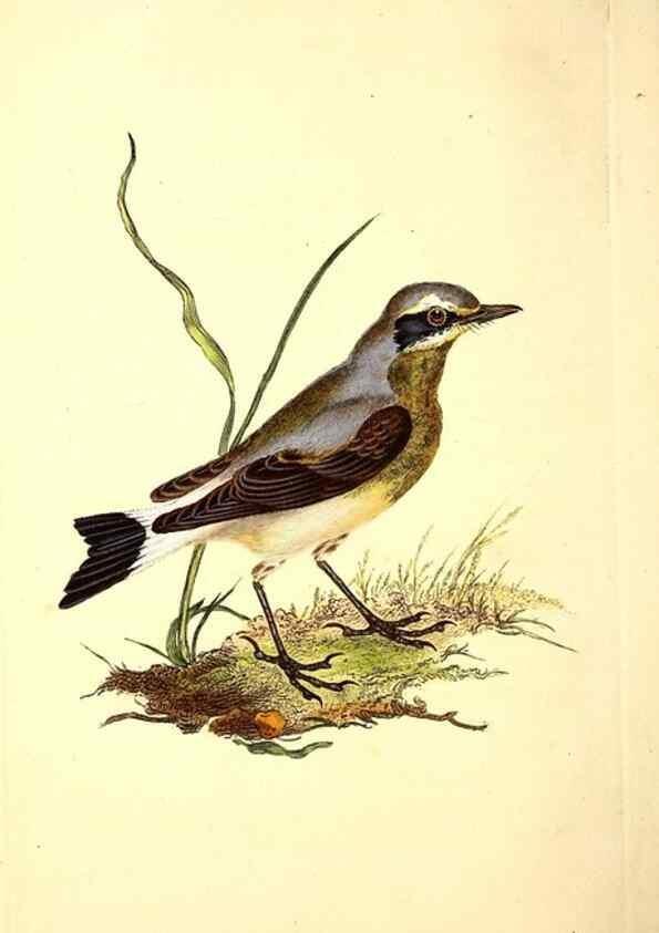 Reproducción/Reproduction 49531641281: The natural history of British birds, or, A selection of the most rare, beautiful and interesting birds which inhabit this country :. London :Printed for the author, and for F. and C. Rivington ...,1794[-1819]. 