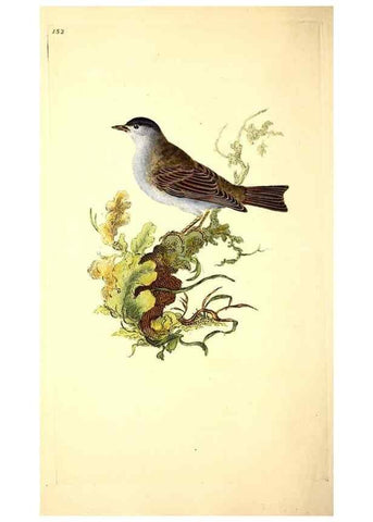 Reproducción/Reproduction 49531864437: The natural history of British birds, or, A selection of the most rare, beautiful and interesting birds which inhabit this country :. London :Printed for the author, and for F. and C. Rivington ...,1794[-1819]. 