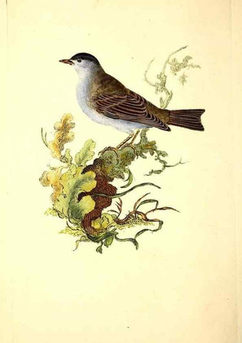 Reproducción/Reproduction 49531864437: The natural history of British birds, or, A selection of the most rare, beautiful and interesting birds which inhabit this country :. London :Printed for the author, and for F. and C. Rivington ...,1794[-1819]. 