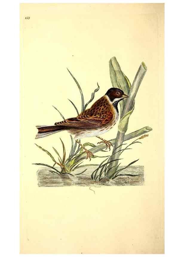Reproducción/Reproduction 49531641816: The natural history of British birds, or, A selection of the most rare, beautiful and interesting birds which inhabit this country :. London :Printed for the author, and for F. and C. Rivington ...,1794[-1819]. 