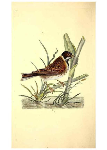 Reproducción/Reproduction 49531641816: The natural history of British birds, or, A selection of the most rare, beautiful and interesting birds which inhabit this country :. London :Printed for the author, and for F. and C. Rivington ...,1794[-1819]. 