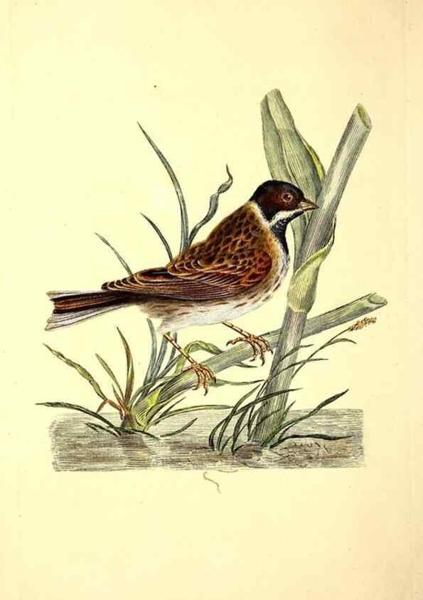 Reproducción/Reproduction 49531641816: The natural history of British birds, or, A selection of the most rare, beautiful and interesting birds which inhabit this country :. London :Printed for the author, and for F. and C. Rivington ...,1794[-1819]. 