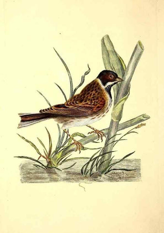Reproducción/Reproduction 49531641816: The natural history of British birds, or, A selection of the most rare, beautiful and interesting birds which inhabit this country :. London :Printed for the author, and for F. and C. Rivington ...,1794[-1819]. 