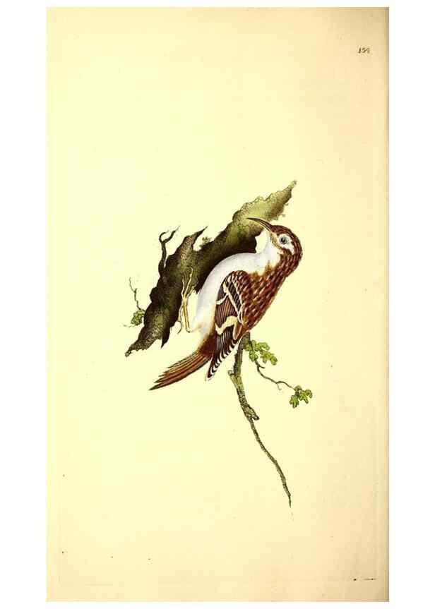 Reproducción/Reproduction 49531137428: The natural history of British birds, or, A selection of the most rare, beautiful and interesting birds which inhabit this country :. London :Printed for the author, and for F. and C. Rivington ...,1794[-1819]. 