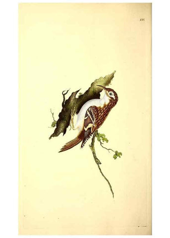 Reproducción/Reproduction 49531137428: The natural history of British birds, or, A selection of the most rare, beautiful and interesting birds which inhabit this country :. London :Printed for the author, and for F. and C. Rivington ...,1794[-1819]. 