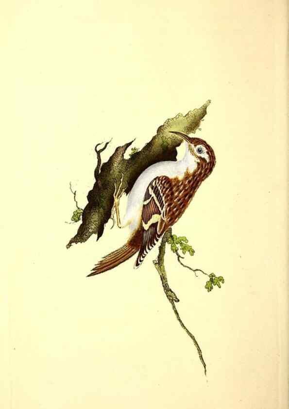 Reproducción/Reproduction 49531137428: The natural history of British birds, or, A selection of the most rare, beautiful and interesting birds which inhabit this country :. London :Printed for the author, and for F. and C. Rivington ...,1794[-1819]. 