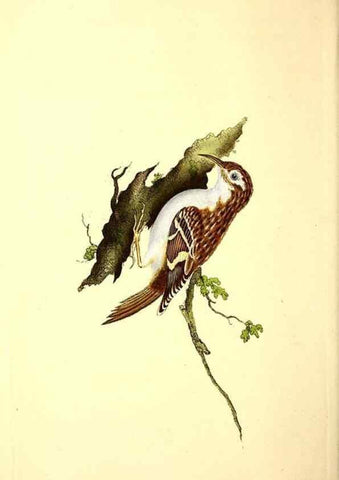 Reproducción/Reproduction 49531137428: The natural history of British birds, or, A selection of the most rare, beautiful and interesting birds which inhabit this country :. London :Printed for the author, and for F. and C. Rivington ...,1794[-1819]. 