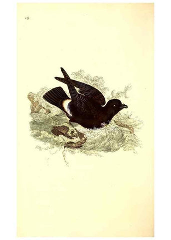 Reproducción/Reproduction 49531804977: The natural history of British birds, or, A selection of the most rare, beautiful and interesting birds which inhabit this country :. London :Printed for the author, and for F. and C. Rivington ...,1794[-1819]. 
