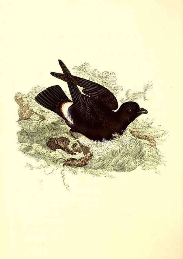 Reproducción/Reproduction 49531804977: The natural history of British birds, or, A selection of the most rare, beautiful and interesting birds which inhabit this country :. London :Printed for the author, and for F. and C. Rivington ...,1794[-1819]. 