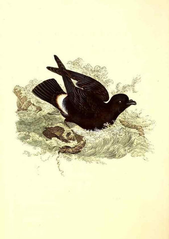 Reproducción/Reproduction 49531804977: The natural history of British birds, or, A selection of the most rare, beautiful and interesting birds which inhabit this country :. London :Printed for the author, and for F. and C. Rivington ...,1794[-1819]. 