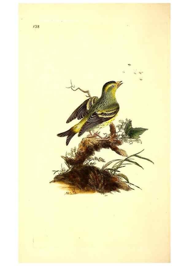 Reproducción/Reproduction 49531076998: The natural history of British birds, or, A selection of the most rare, beautiful and interesting birds which inhabit this country :. London :Printed for the author, and for F. and C. Rivington ...,1794[-1819]. 