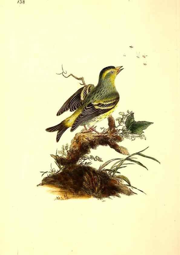 Reproducción/Reproduction 49531076998: The natural history of British birds, or, A selection of the most rare, beautiful and interesting birds which inhabit this country :. London :Printed for the author, and for F. and C. Rivington ...,1794[-1819]. 