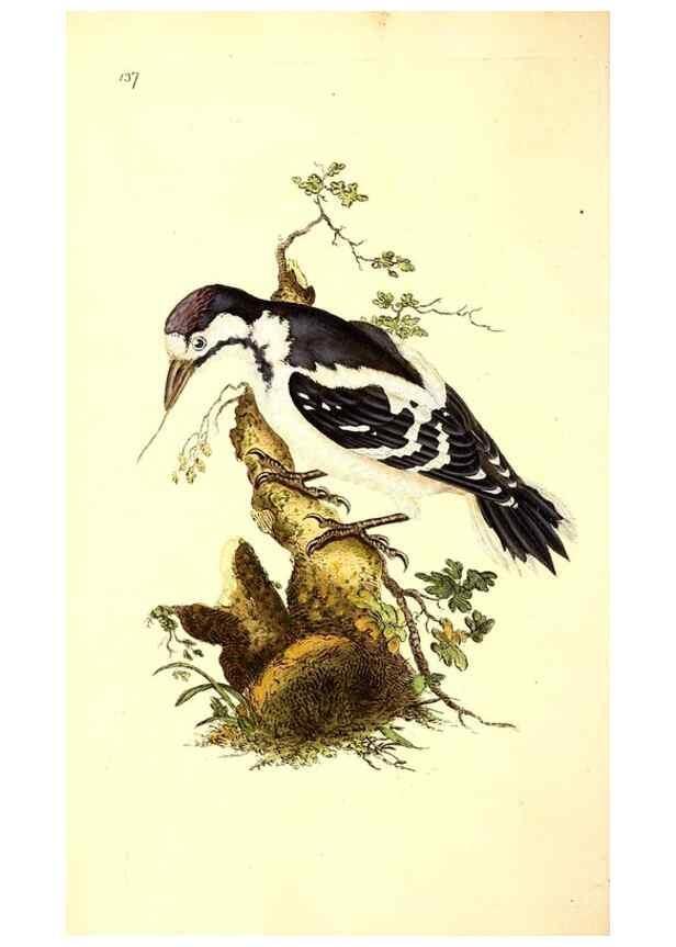 Reproducción/Reproduction 49531581506: The natural history of British birds, or, A selection of the most rare, beautiful and interesting birds which inhabit this country :. London :Printed for the author, and for F. and C. Rivington ...,1794[-1819]. 