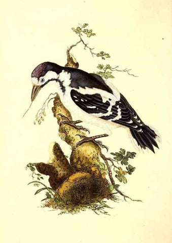 Reproducción/Reproduction 49531581506: The natural history of British birds, or, A selection of the most rare, beautiful and interesting birds which inhabit this country :. London :Printed for the author, and for F. and C. Rivington ...,1794[-1819]. 