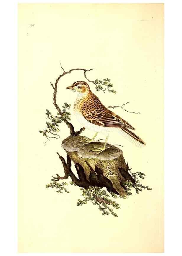 Reproducción/Reproduction 49531804202: The natural history of British birds, or, A selection of the most rare, beautiful and interesting birds which inhabit this country :. London :Printed for the author, and for F. and C. Rivington ...,1794[-1819]. 