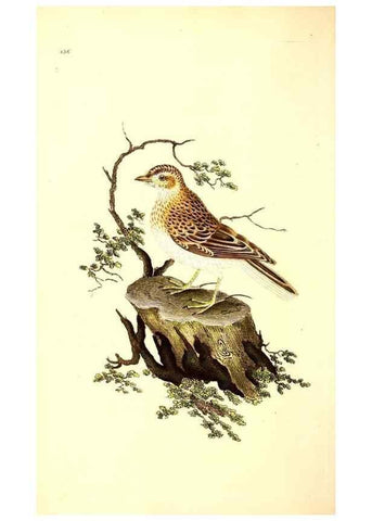 Reproducción/Reproduction 49531804202: The natural history of British birds, or, A selection of the most rare, beautiful and interesting birds which inhabit this country :. London :Printed for the author, and for F. and C. Rivington ...,1794[-1819]. 