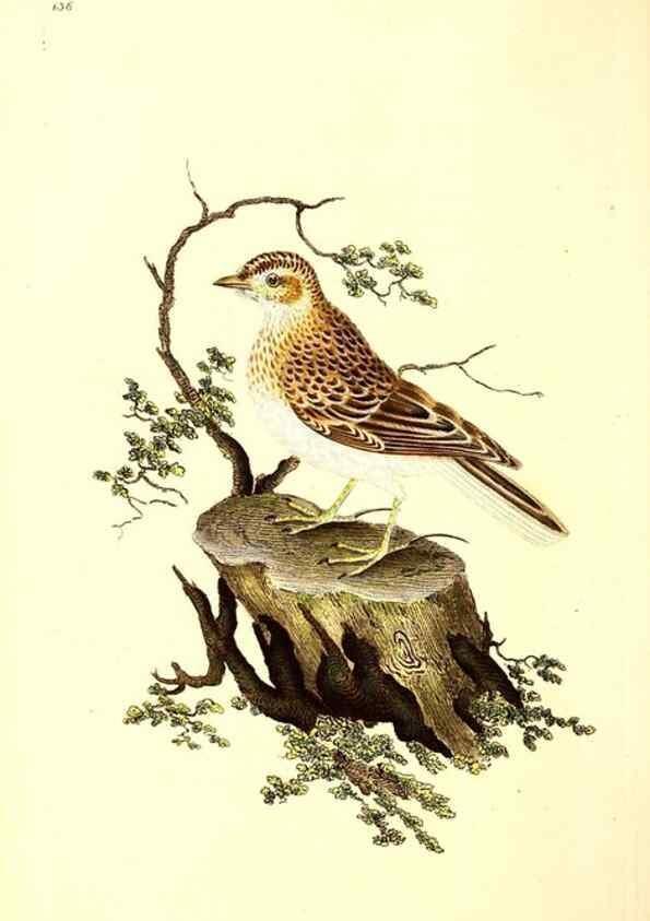 Reproducción/Reproduction 49531804202: The natural history of British birds, or, A selection of the most rare, beautiful and interesting birds which inhabit this country :. London :Printed for the author, and for F. and C. Rivington ...,1794[-1819]. 
