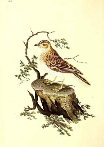 Reproducción/Reproduction 49531804202: The natural history of British birds, or, A selection of the most rare, beautiful and interesting birds which inhabit this country :. London :Printed for the author, and for F. and C. Rivington ...,1794[-1819]. 