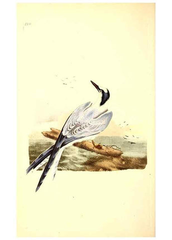 Reproducción/Reproduction 49531525731: The natural history of British birds, or, A selection of the most rare, beautiful and interesting birds which inhabit this country :. London :Printed for the author, and for F. and C. Rivington ...,1794[-1819]. 