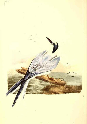 Reproducción/Reproduction 49531525731: The natural history of British birds, or, A selection of the most rare, beautiful and interesting birds which inhabit this country :. London :Printed for the author, and for F. and C. Rivington ...,1794[-1819]. 