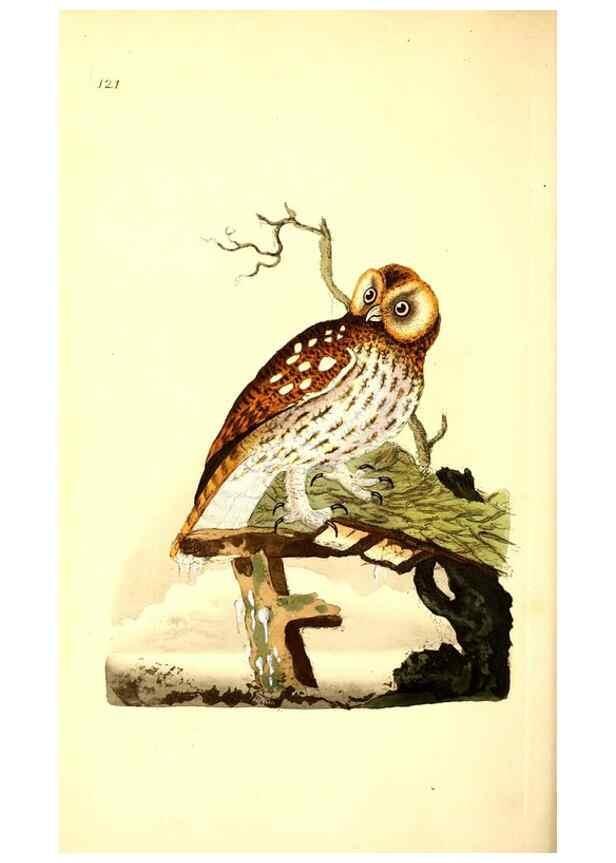 Reproducción/Reproduction 49531021968: The natural history of British birds, or, A selection of the most rare, beautiful and interesting birds which inhabit this country :. London :Printed for the author, and for F. and C. Rivington ...,1794[-1819]. 