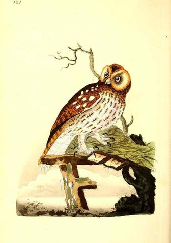 Reproducción/Reproduction 49531021968: The natural history of British birds, or, A selection of the most rare, beautiful and interesting birds which inhabit this country :. London :Printed for the author, and for F. and C. Rivington ...,1794[-1819]. 