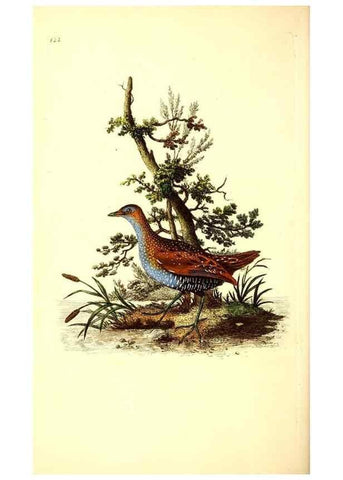 Reproducción/Reproduction 49531750447: The natural history of British birds, or, A selection of the most rare, beautiful and interesting birds which inhabit this country :. London :Printed for the author, and for F. and C. Rivington ...,1794[-1819]. 
