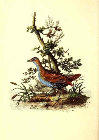 Reproducción/Reproduction 49531750447: The natural history of British birds, or, A selection of the most rare, beautiful and interesting birds which inhabit this country :. London :Printed for the author, and for F. and C. Rivington ...,1794[-1819]. 