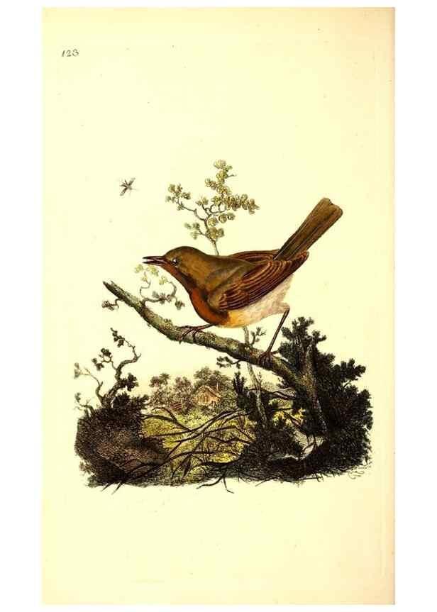 Reproducción/Reproduction 49531526656: The natural history of British birds, or, A selection of the most rare, beautiful and interesting birds which inhabit this country :. London :Printed for the author, and for F. and C. Rivington ...,1794[-1819]. 