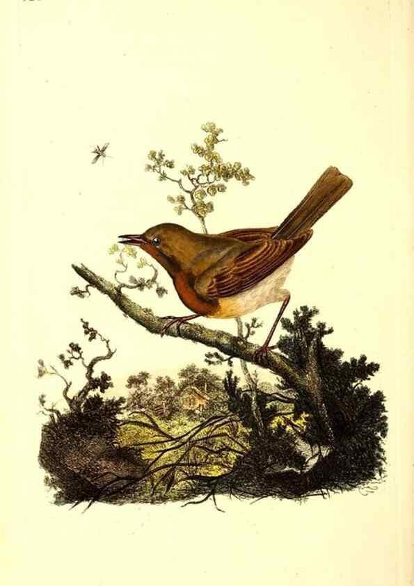 Reproducción/Reproduction 49531526656: The natural history of British birds, or, A selection of the most rare, beautiful and interesting birds which inhabit this country :. London :Printed for the author, and for F. and C. Rivington ...,1794[-1819]. 