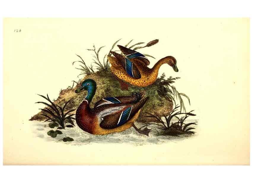Reproducción/Reproduction 49531023023: The natural history of British birds, or, A selection of the most rare, beautiful and interesting birds which inhabit this country :. London :Printed for the author, and for F. and C. Rivington ...,1794[-1819]. 