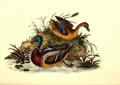 Reproducción/Reproduction 49531023023: The natural history of British birds, or, A selection of the most rare, beautiful and interesting birds which inhabit this country :. London :Printed for the author, and for F. and C. Rivington ...,1794[-1819]. 