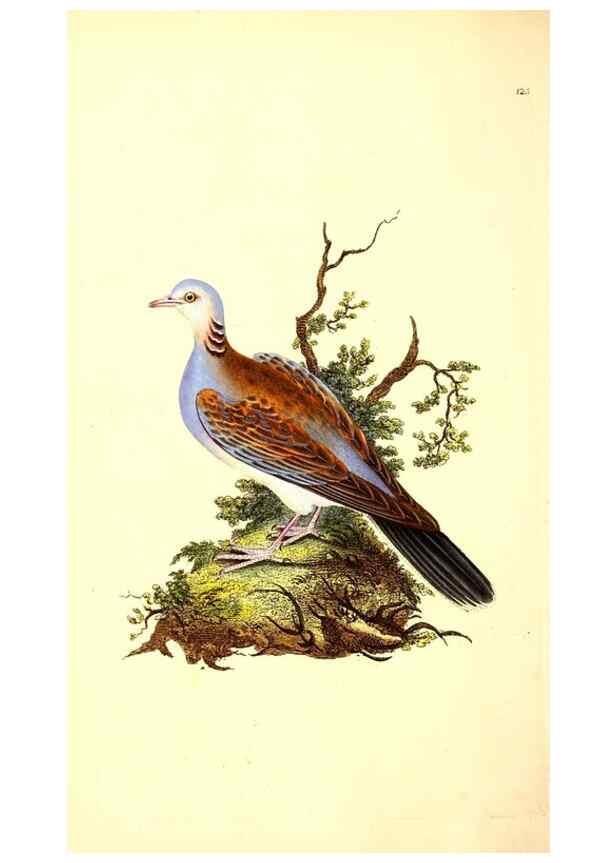 Reproducción/Reproduction 49531801407: The natural history of British birds, or, A selection of the most rare, beautiful and interesting birds which inhabit this country :. London :Printed for the author, and for F. and C. Rivington ...,1794[-1819]. 