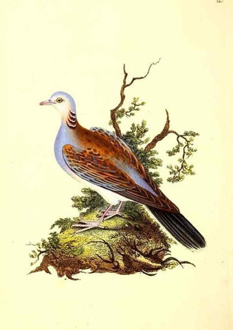 Reproducción/Reproduction 49531801407: The natural history of British birds, or, A selection of the most rare, beautiful and interesting birds which inhabit this country :. London :Printed for the author, and for F. and C. Rivington ...,1794[-1819]. 