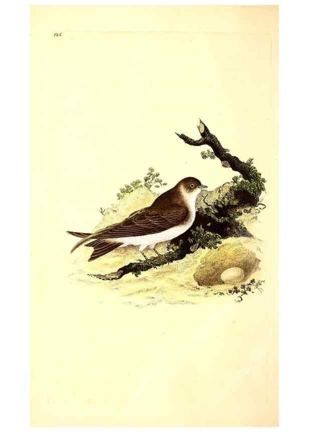 Reproducción/Reproduction 49531578176: The natural history of British birds, or, A selection of the most rare, beautiful and interesting birds which inhabit this country :. London :Printed for the author, and for F. and C. Rivington ...,1794[-1819]. 