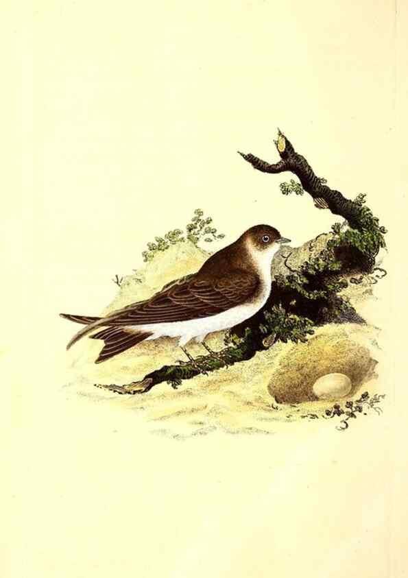 Reproducción/Reproduction 49531578176: The natural history of British birds, or, A selection of the most rare, beautiful and interesting birds which inhabit this country :. London :Printed for the author, and for F. and C. Rivington ...,1794[-1819]. 