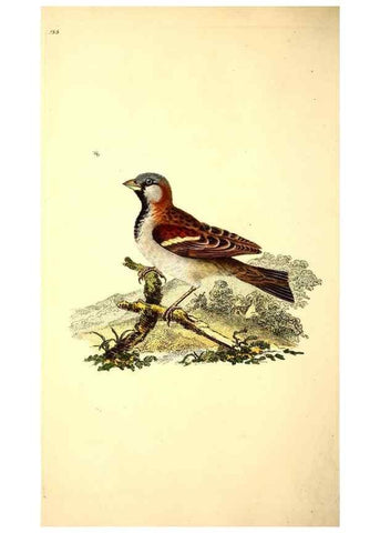 Reproducción/Reproduction 49531642446: The natural history of British birds, or, A selection of the most rare, beautiful and interesting birds which inhabit this country :. London :Printed for the author, and for F. and C. Rivington ...,1794[-1819]. 