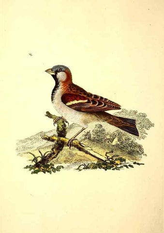 Reproducción/Reproduction 49531642446: The natural history of British birds, or, A selection of the most rare, beautiful and interesting birds which inhabit this country :. London :Printed for the author, and for F. and C. Rivington ...,1794[-1819]. 