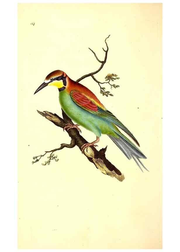 Reproducción/Reproduction 49531801917: The natural history of British birds, or, A selection of the most rare, beautiful and interesting birds which inhabit this country :. London :Printed for the author, and for F. and C. Rivington ...,1794[-1819]. 