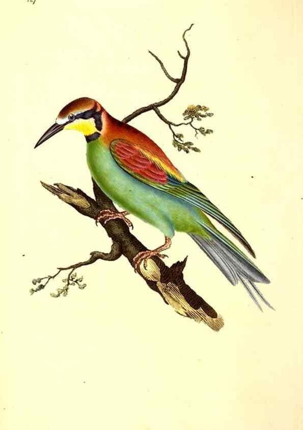 Reproducción/Reproduction 49531801917: The natural history of British birds, or, A selection of the most rare, beautiful and interesting birds which inhabit this country :. London :Printed for the author, and for F. and C. Rivington ...,1794[-1819]. 