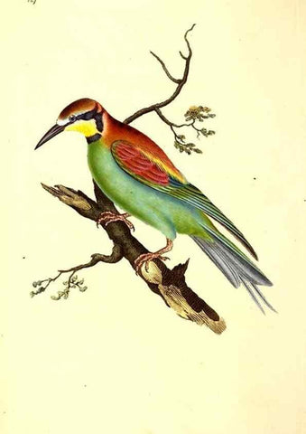 Reproducción/Reproduction 49531801917: The natural history of British birds, or, A selection of the most rare, beautiful and interesting birds which inhabit this country :. London :Printed for the author, and for F. and C. Rivington ...,1794[-1819]. 